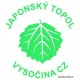 Japonský topol sazenice kontejnerované 150 - 200cm