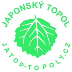 Japonský topol sazenice prostokořené nad 80cm